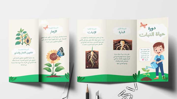 Brochure about the life cycle of a plant